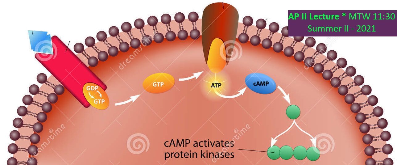 Latest Study C-IBP-2302 Questions | Reliable C-IBP-2302 Braindumps Ppt