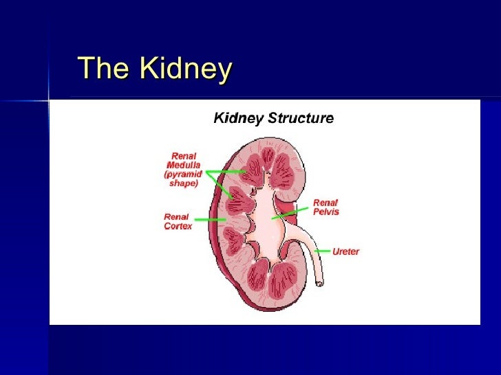 PCCN Download Pdf - AACN PCCN Study Guides, Braindump PCCN Free