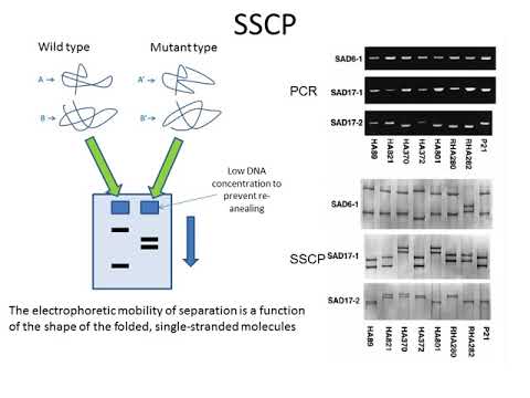 SSCP New Braindumps Sheet | Test SSCP Simulator Free