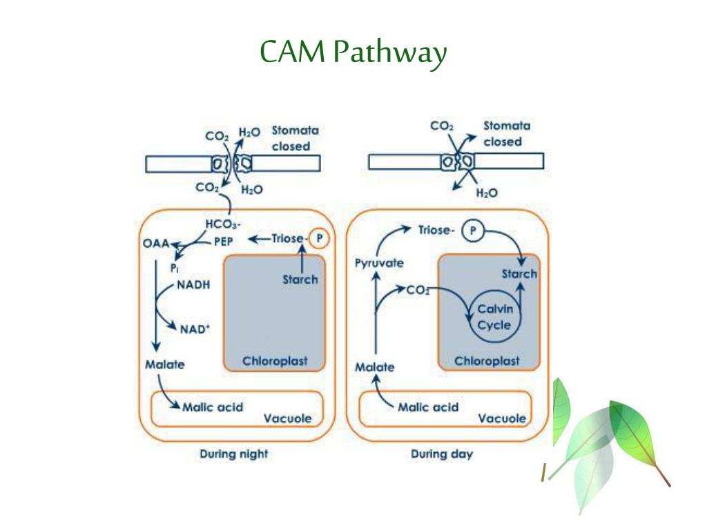 ACAMS CAMS퍼펙트최신덤프모음집, CAMS최신버전덤프샘플문제 & CAMS최신기출자료