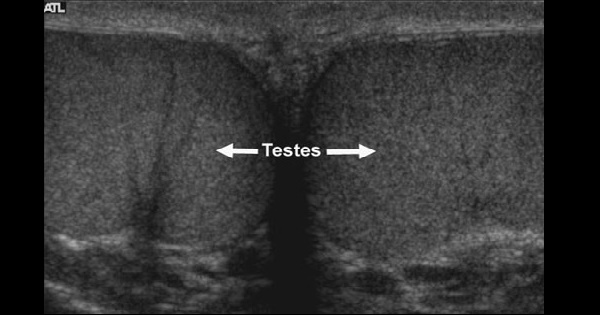 D-PST-OE-23 Zertifizierungsantworten, D-PST-OE-23 Online Tests & D-PST-OE-23 Testking